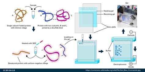 beta bridge|Preparing sample for SDS PAGE .